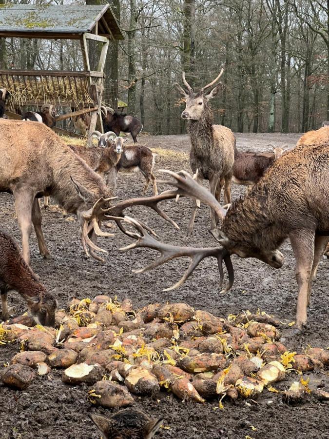 Ferienhaus Waldblick Hohenfels-Essingen Buitenkant foto